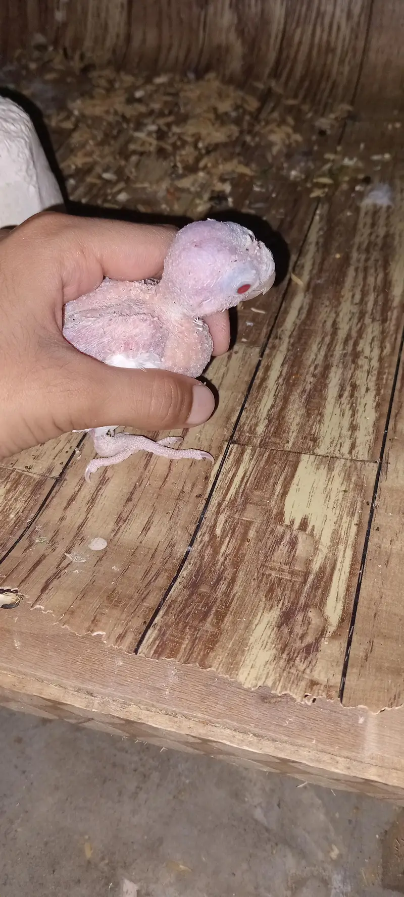 healthy cocktail red eye for sale — photo 4