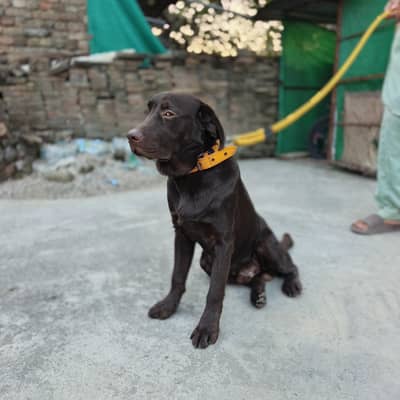 chochlate  brown male dog healty and active