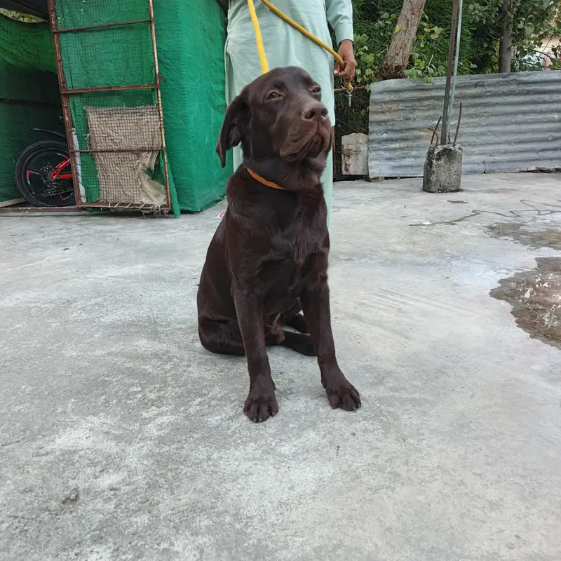 chochlate  brown male dog healty and active — photo 2