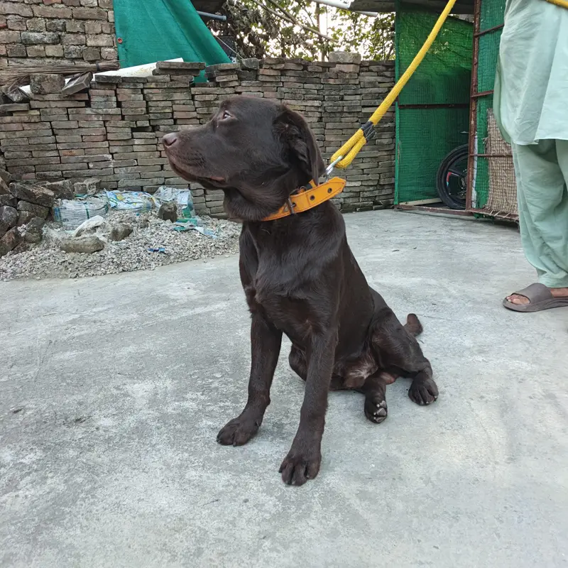 chochlate  brown male dog healty and active — photo 3