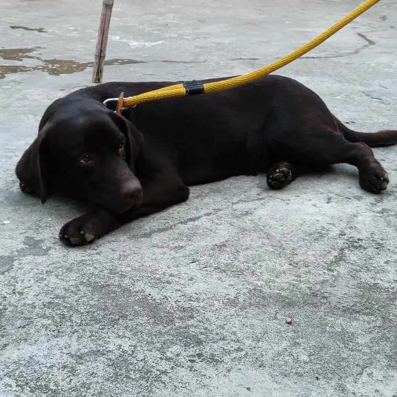 chochlate  brown male dog healty and active — photo 5