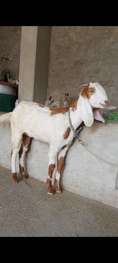 Bakri for sale