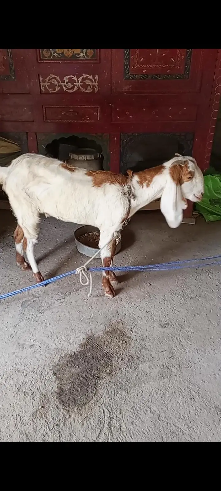 Bakri for sale — photo 2