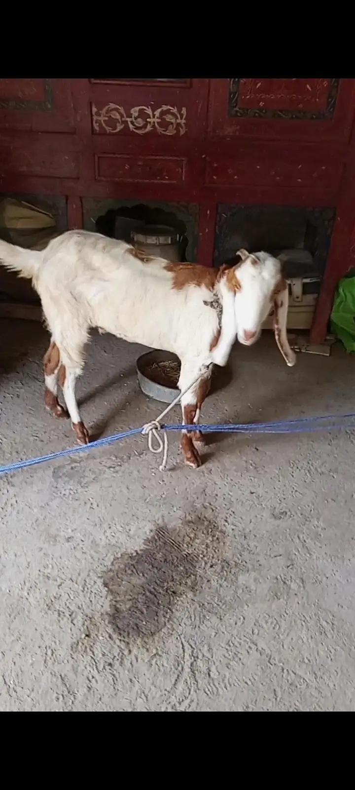 Bakri for sale — photo 3