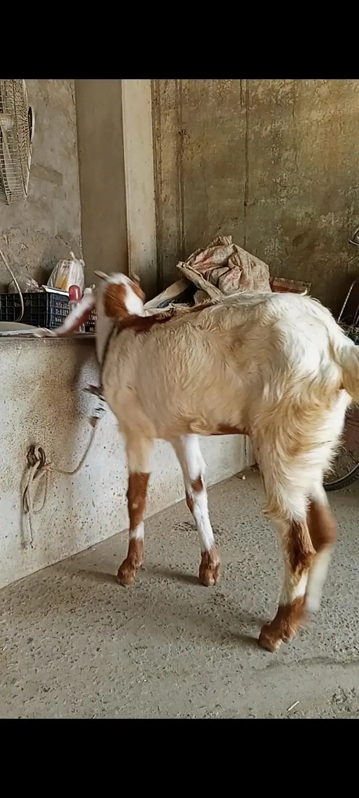 Bakri for sale — photo 4
