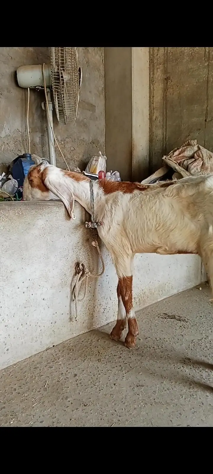 Bakri for sale — photo 5