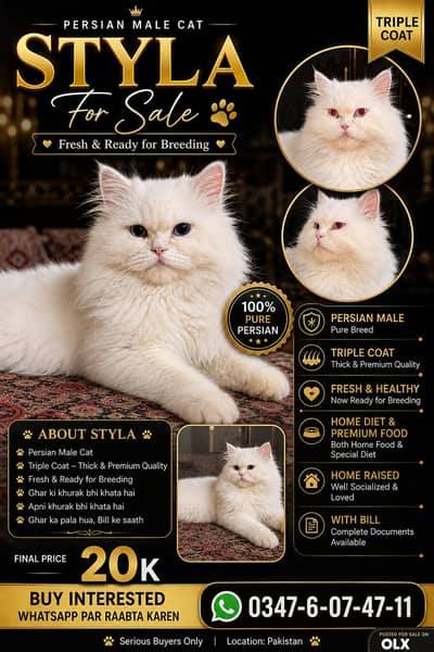 pershian cat for sale