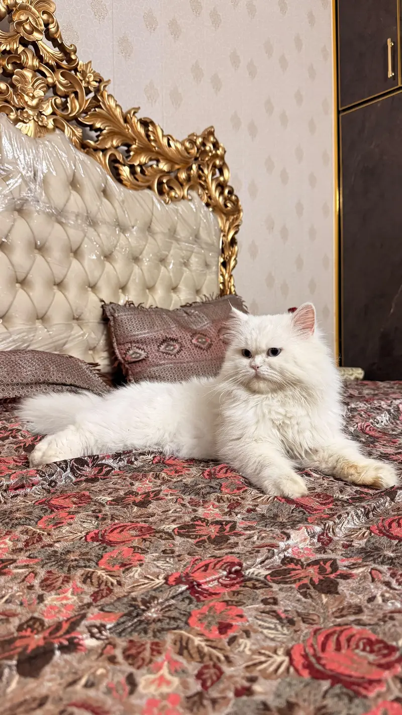 pershian cat for sale — photo 2