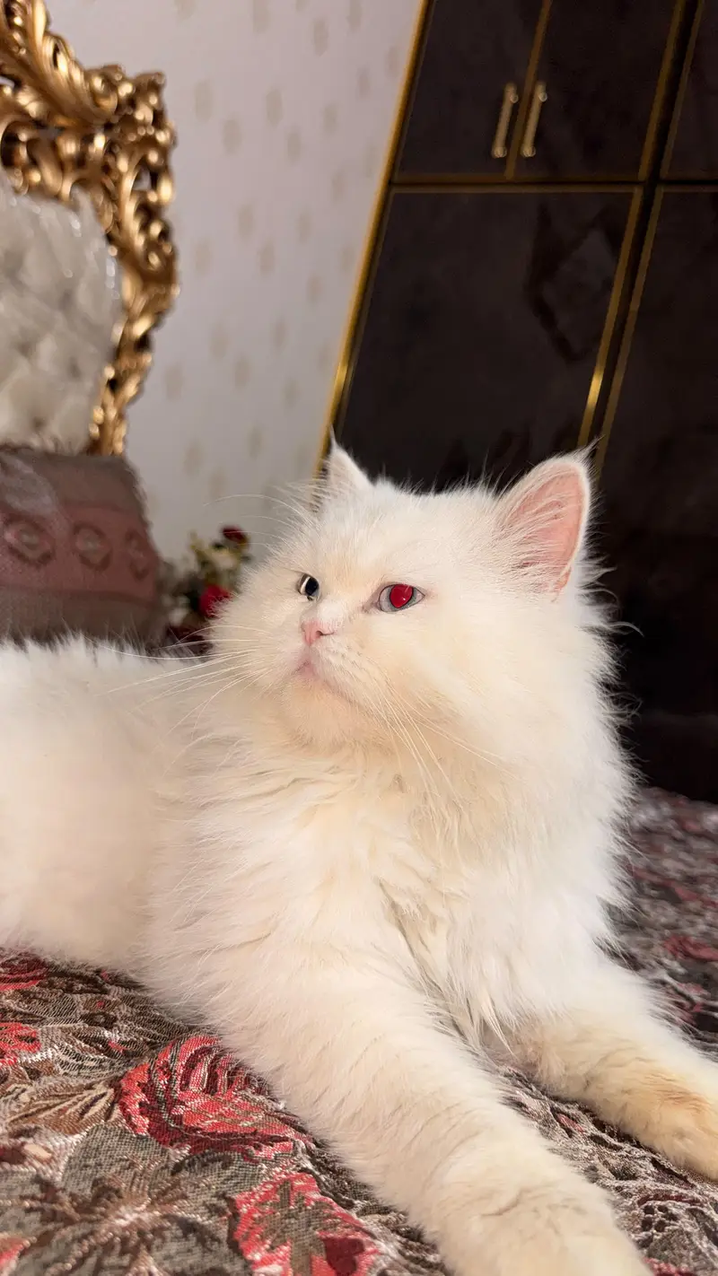 pershian cat for sale — photo 3