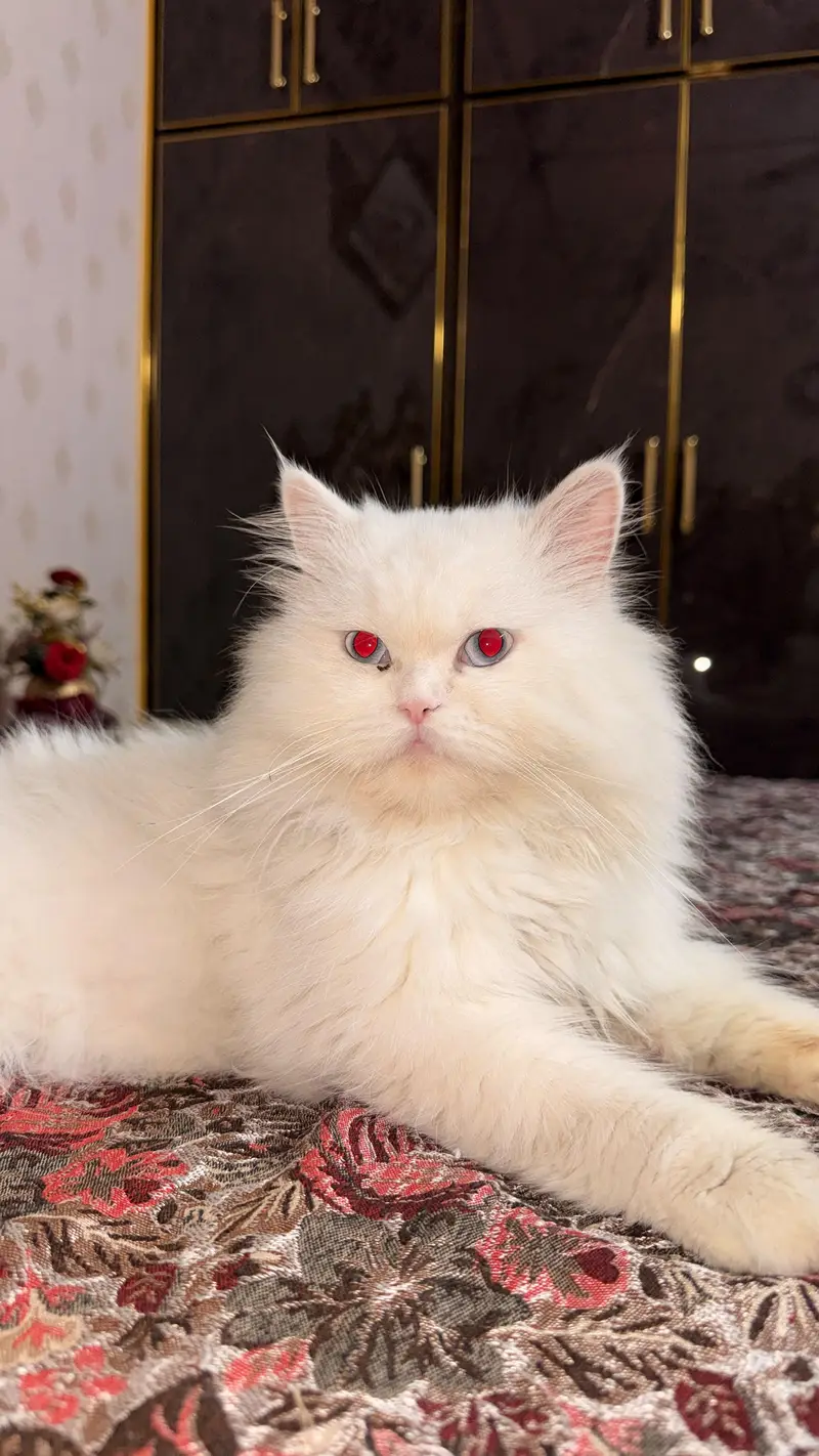 pershian cat for sale — photo 4