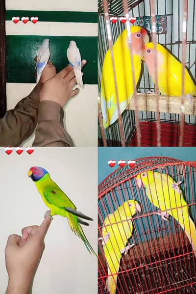 hand tame parrot available ha  / exchange possible hai parrot ka sath