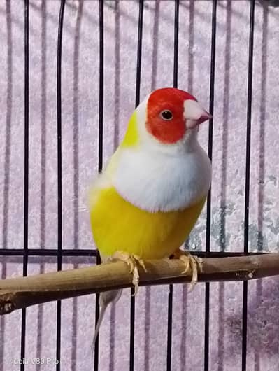 GOULDIAN FINCH