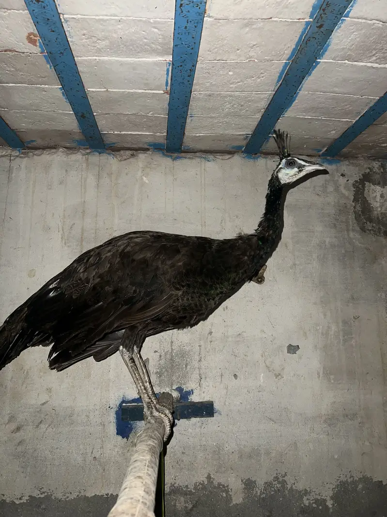 Amrit female — photo 2