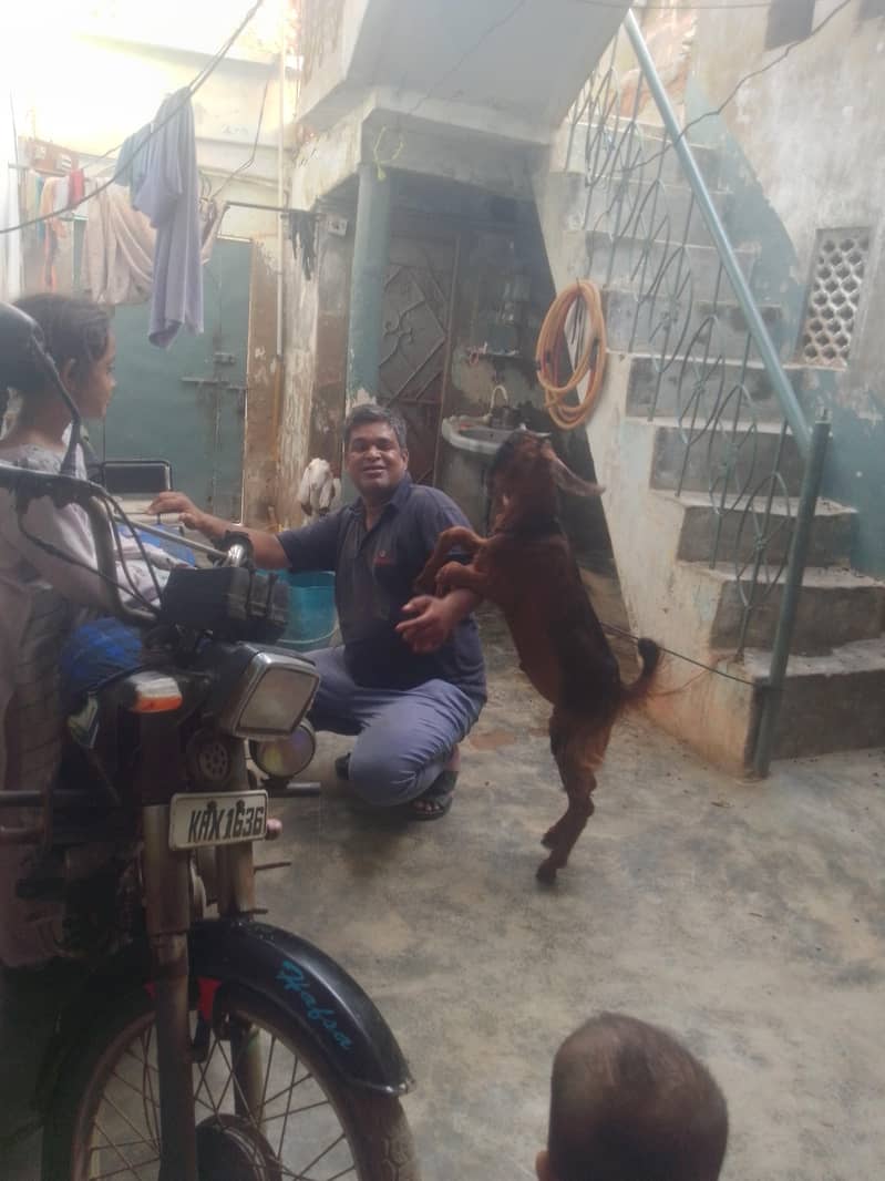 Bakra jordi 0