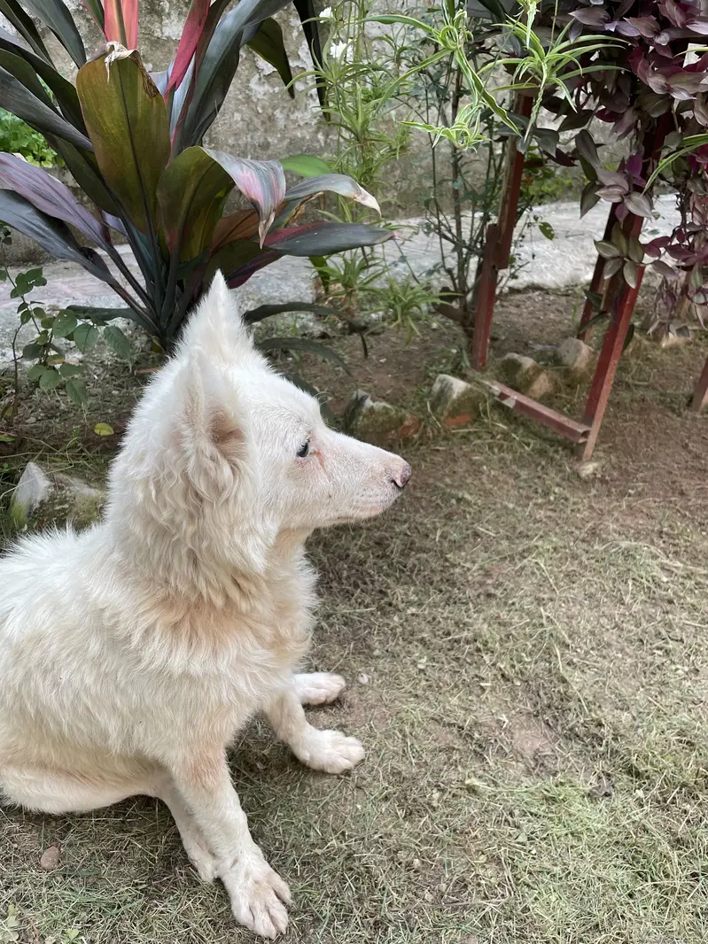 Play Full Russian dog — photo 2