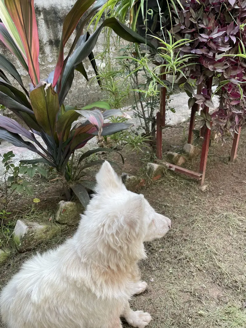 Play Full Russian dog — photo 3