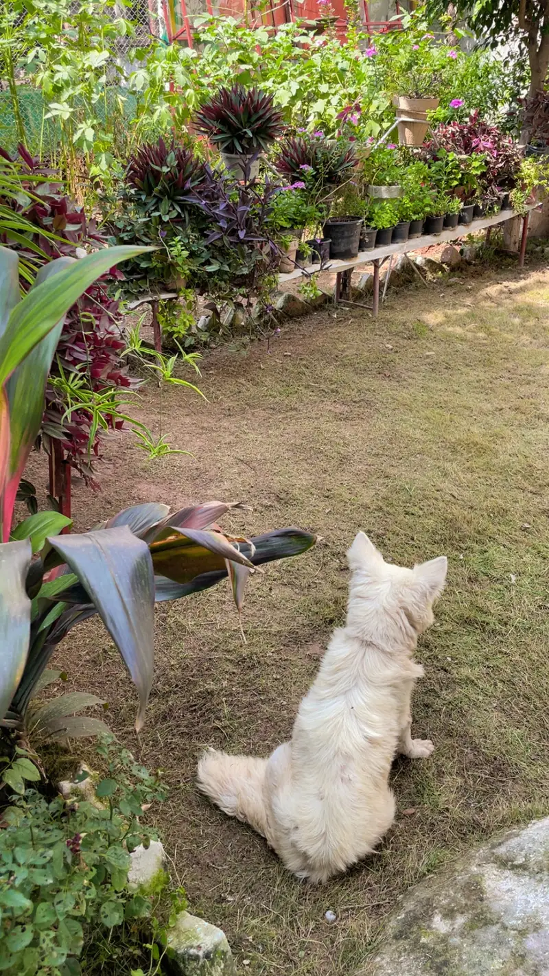Play Full Russian dog — photo 4