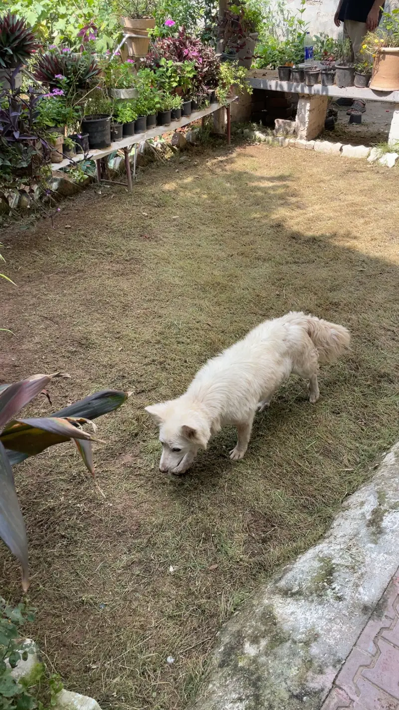 Play Full Russian dog — photo 5