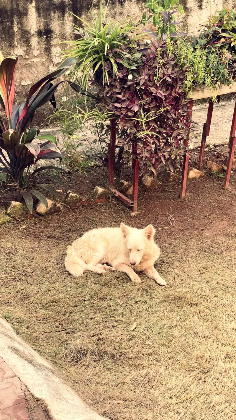 Play Full Russian dog — photo 6