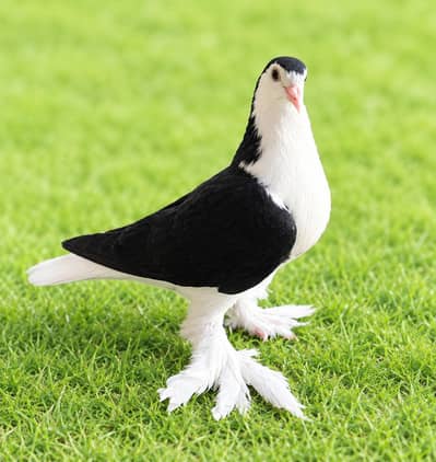 for sale sherazi female