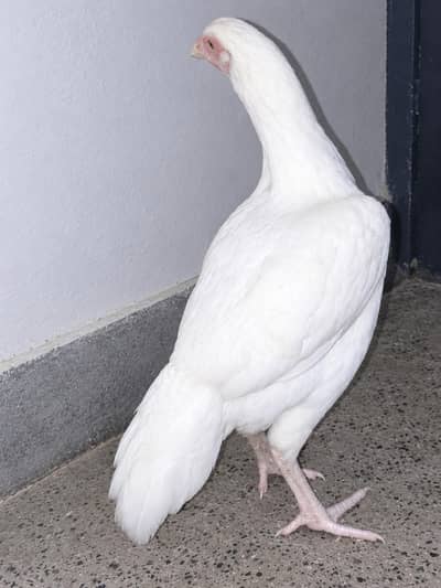 Heera Aseel hen