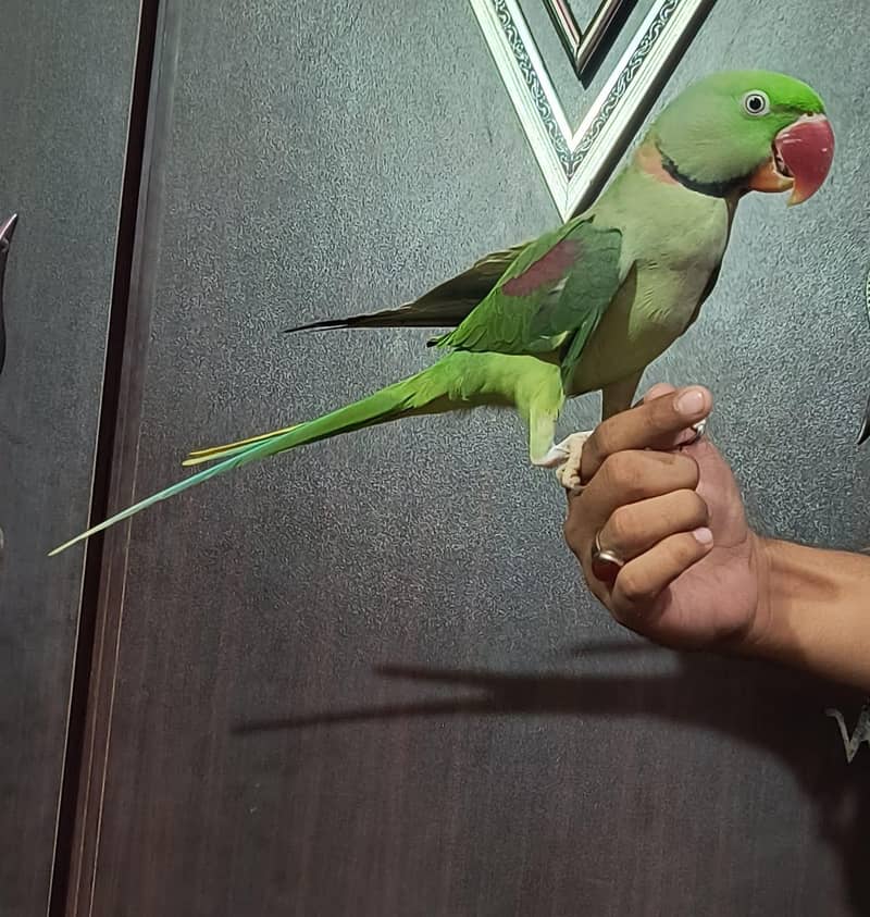 Talking Raw parrot 0