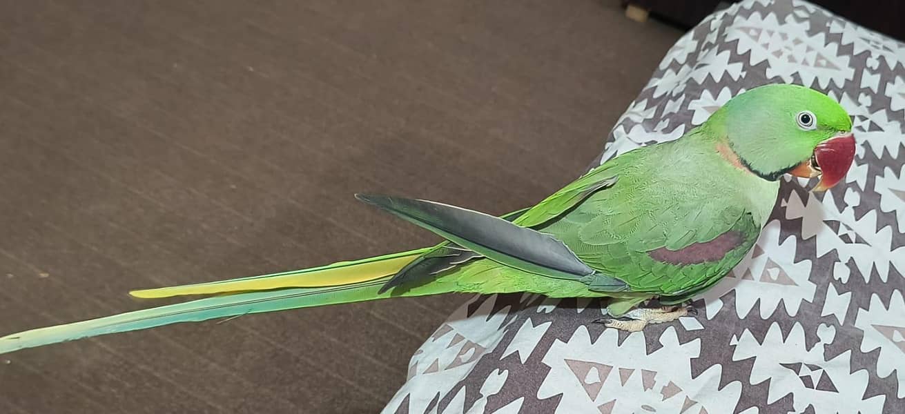 Talking Raw parrot 1