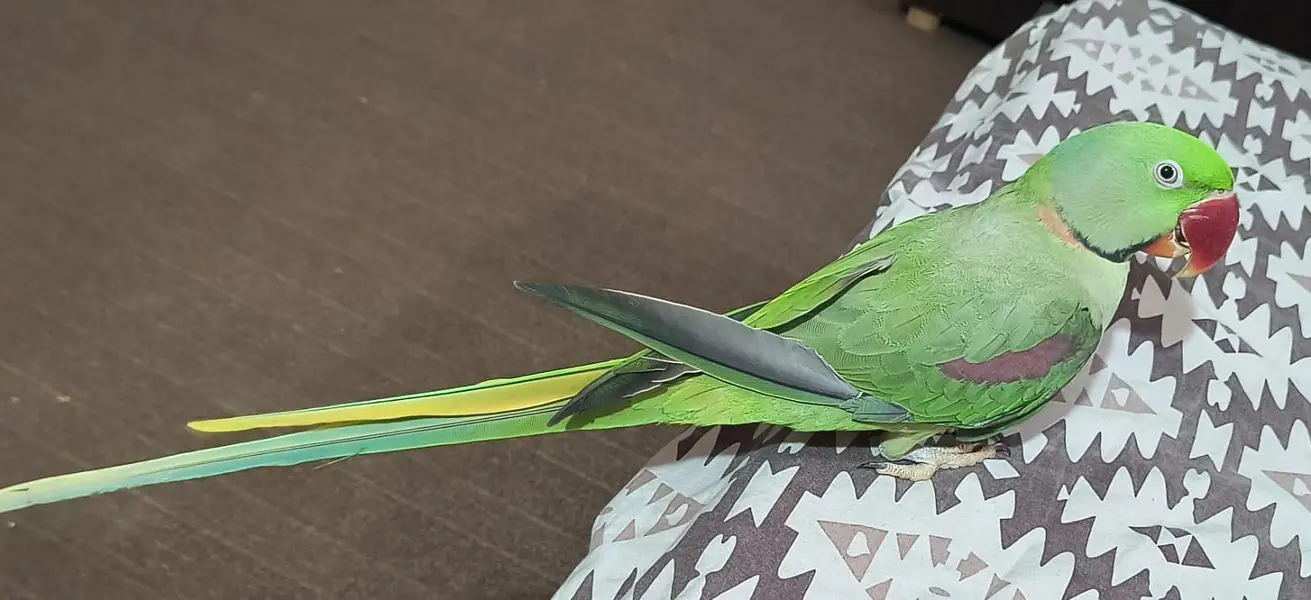Talking Raw parrot — photo 2