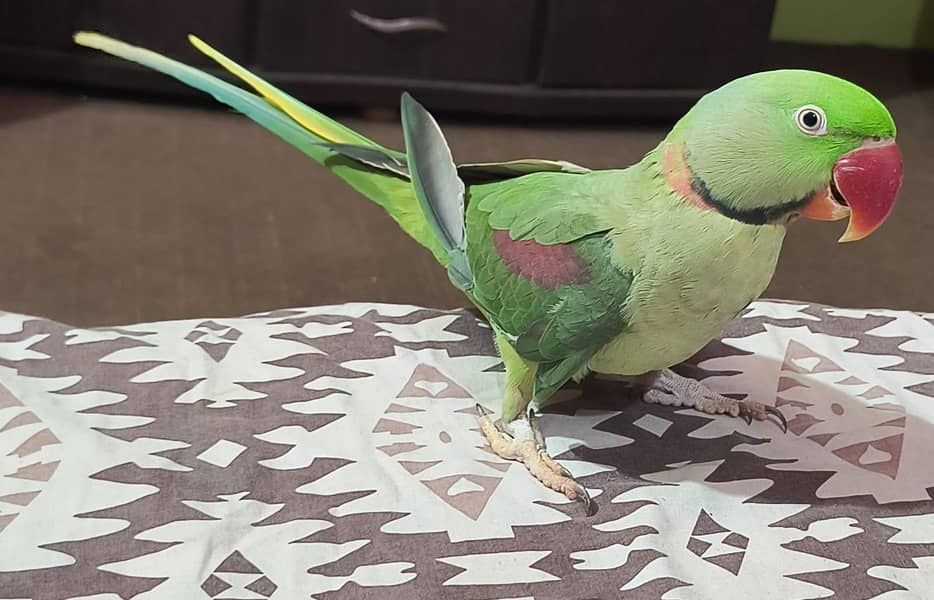 Talking Raw parrot 2