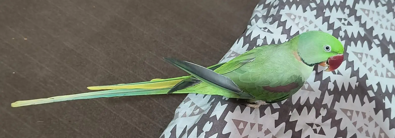 Talking Raw parrot — photo 4