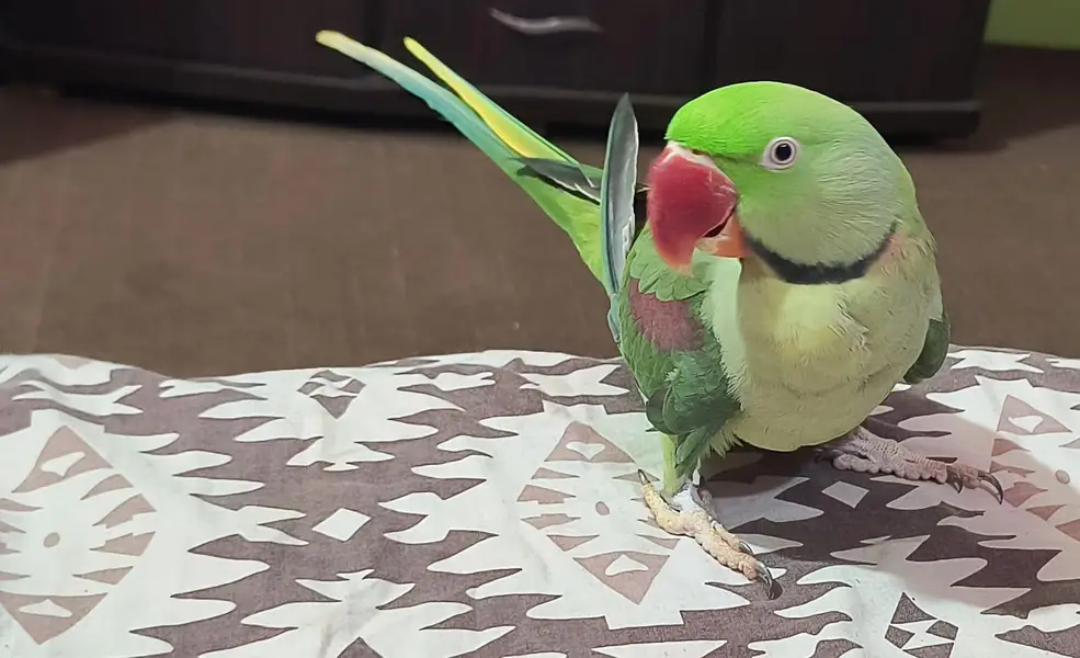 Talking Raw parrot — photo 5