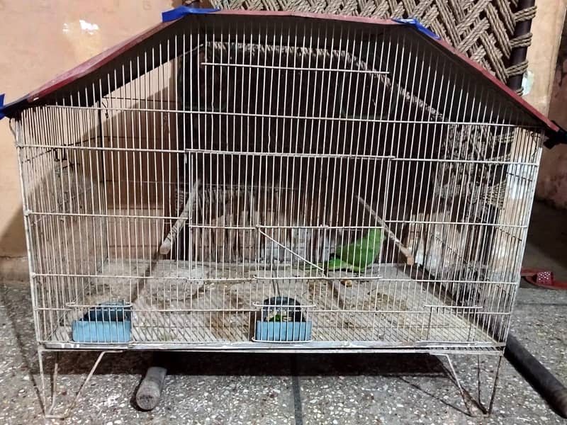 green parrot 0