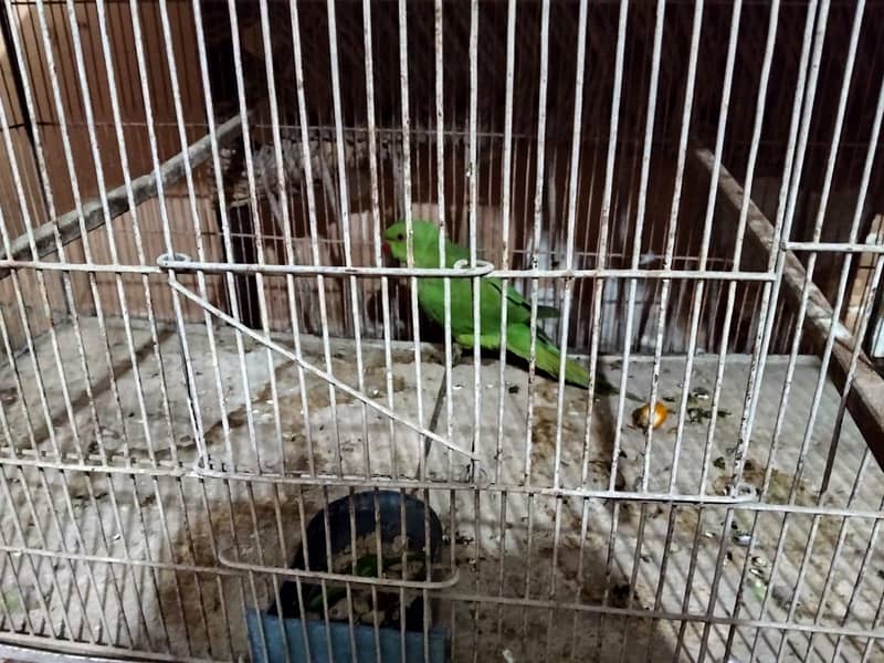 green parrot 1
