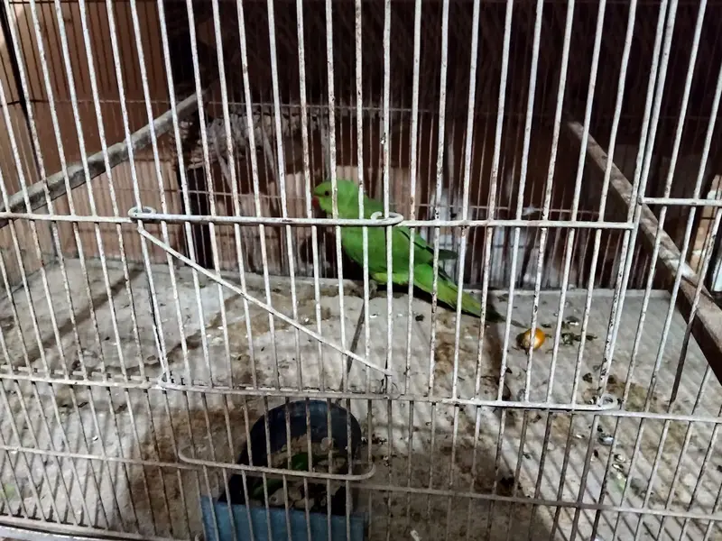 green parrot — photo 2