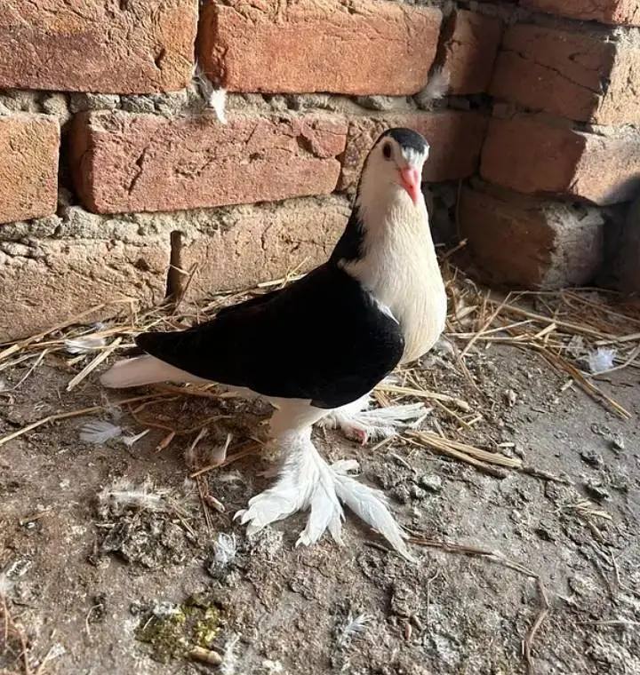 for sale sherazi female — photo 2