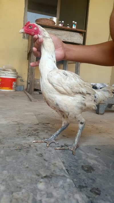 Drummer Pakoye Female