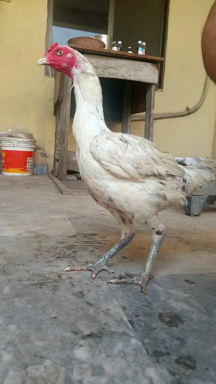 Drummer Pakoye Female — photo 2