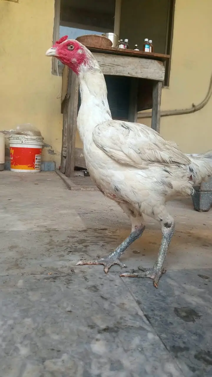 Drummer Pakoye Female — photo 3