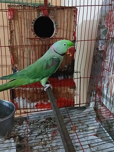 Raw breeder pair jambo size confirm breeder pair