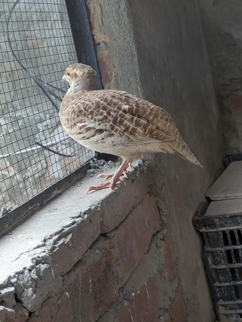 pure Irani pair — photo 2