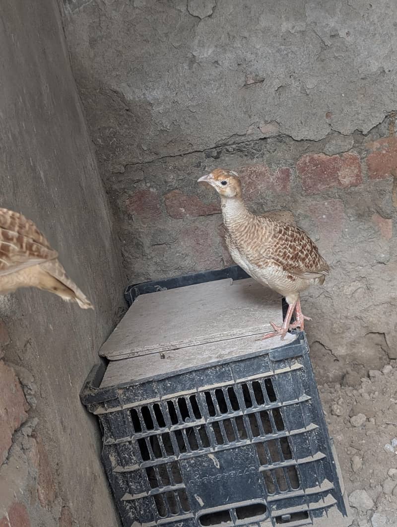 pure Irani pair 3