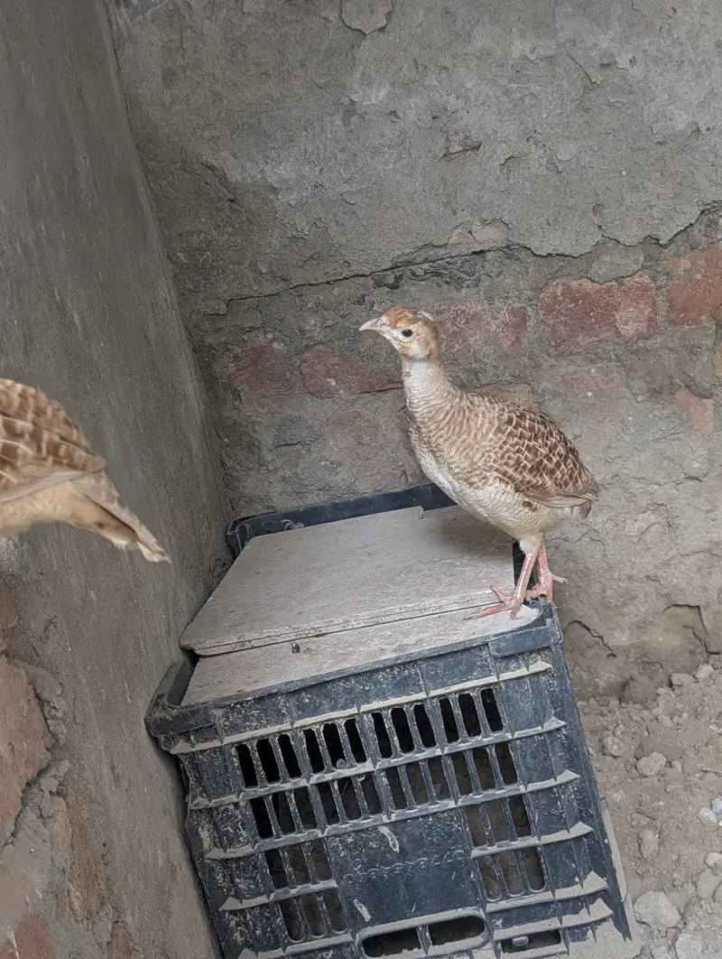 pure Irani pair — photo 4