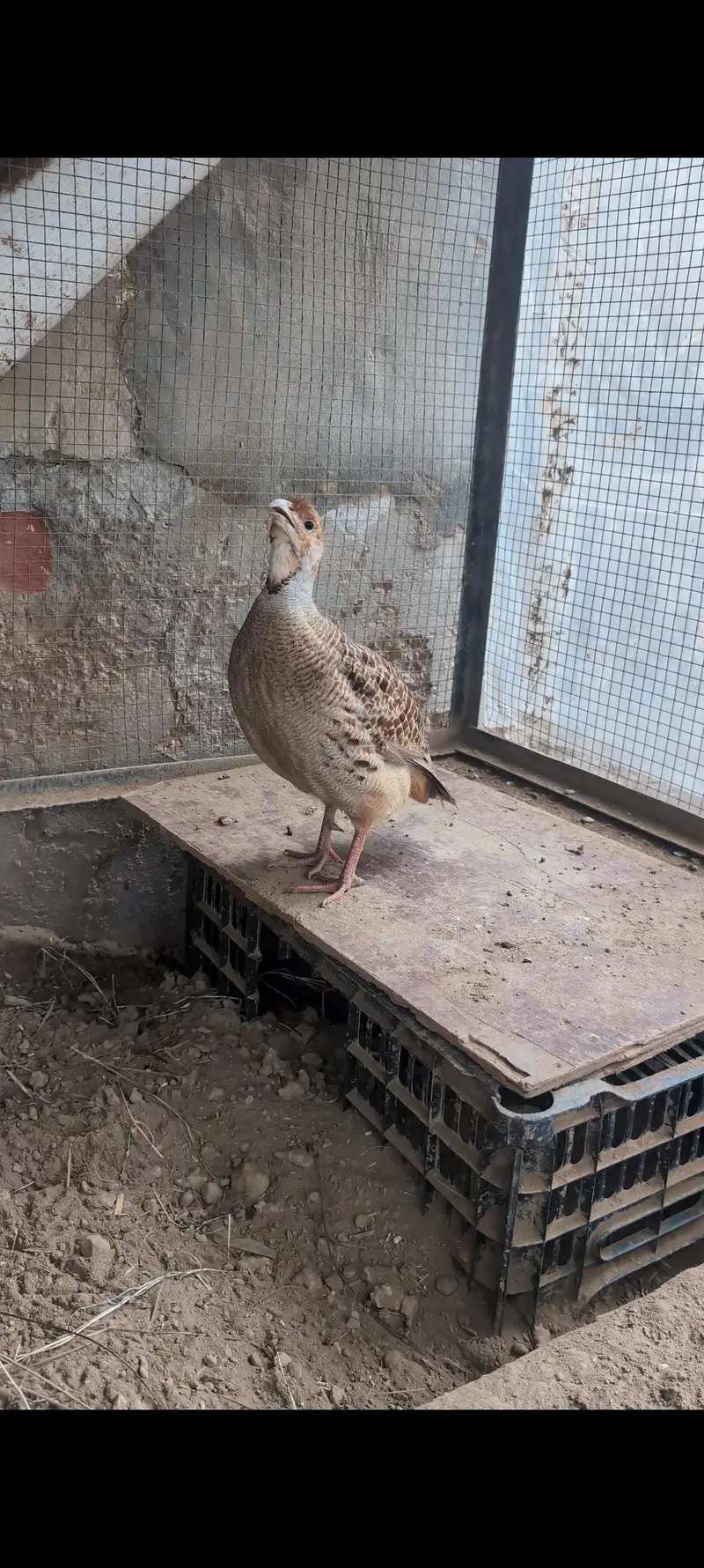 pure Irani pair — photo 5