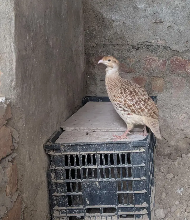 pure Irani pair — photo 6