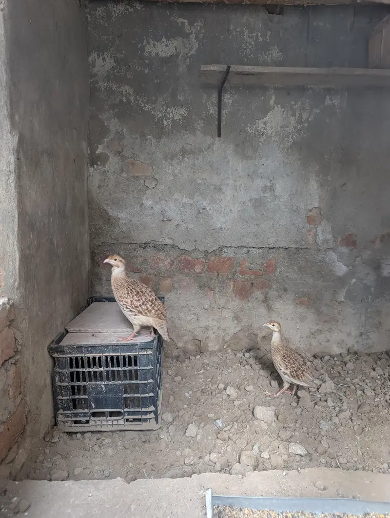 pure Irani pair — photo 7