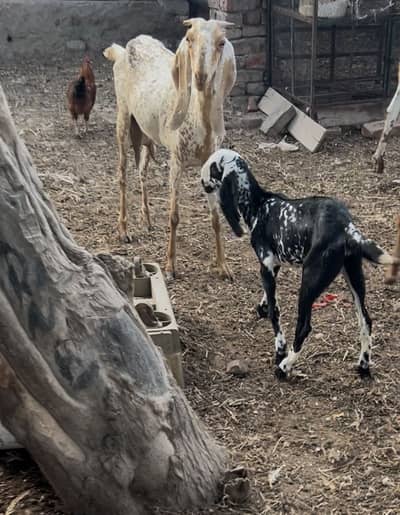 Makhi chini bacha wali bakri