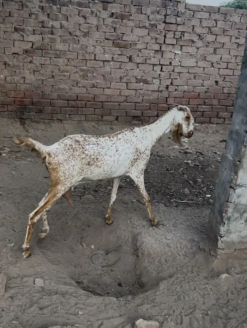 Makhi chini bacha wali bakri — photo 2