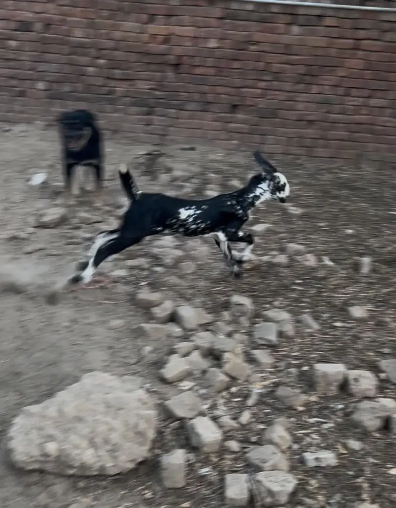 Makhi chini bacha wali bakri — photo 3