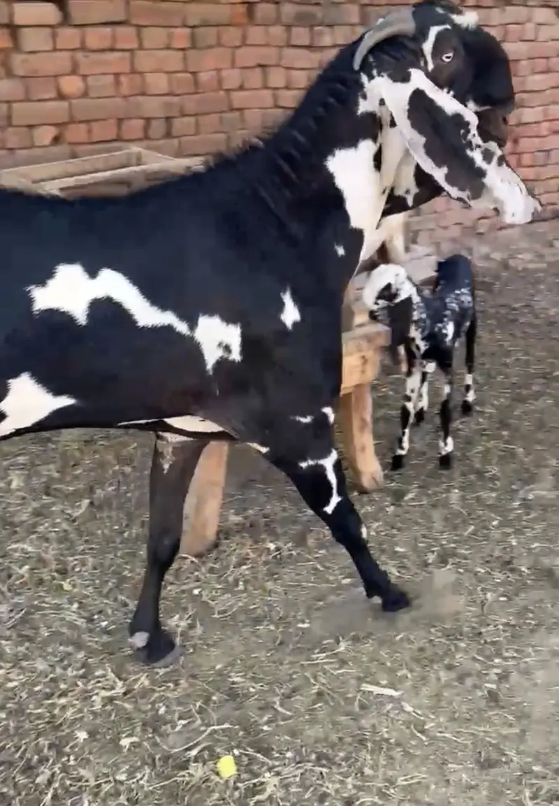Makhi chini bacha wali bakri — photo 4