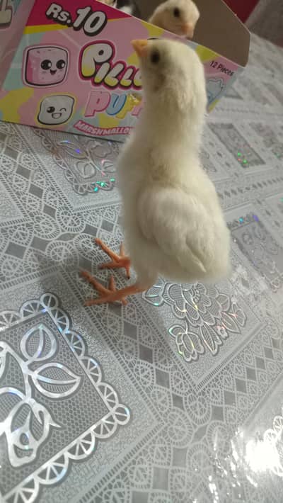 pure paper white hera aseel,white hera and black cross